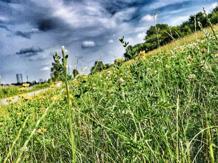 Donauinsel Wien © Ute Fuith