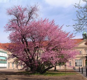 Judasbaum © Stadtwien Umweltschutz Judasbaum © Stadtwien Umweltschutz